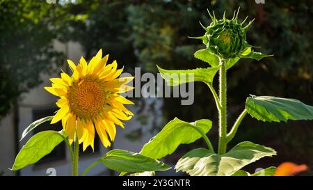 Girasoles, helianthus annuus, en un Jardín en primavera Stockfoto