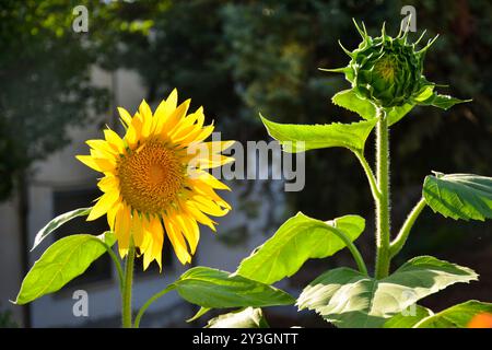 Girasoles, helianthus annuus, en un Jardín en primavera Stockfoto