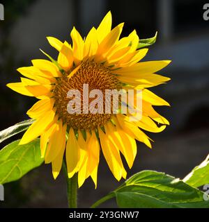 Girasoles, helianthus annuus, en un Jardín en primavera Stockfoto