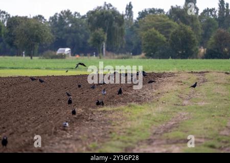 Deutschland, Rheinland-Pfalz, Otterstadt, 13.09.2024. Eine Gruppe von Kraehen pickt auf einem frisch gepfluegten Feld, waehrend im Hintergrund eine gr Stockfoto