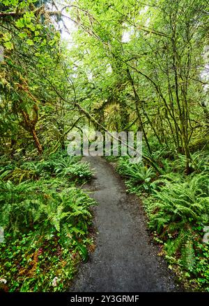 Hall of Moses Trail, Hoh Regenwald, Olympic National Park, Washington State Stockfoto