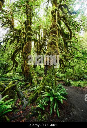 Hall of Moses Trail, Hoh Regenwald, Olympic National Park, Washington State Stockfoto