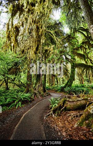 Hall of Moses Trail, Hoh Regenwald, Olympic National Park, Washington State Stockfoto