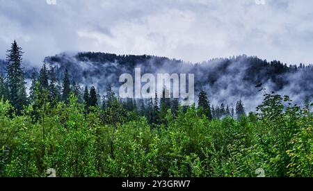 Blick vom Hoh River Trail, Olympic National Park, Washington State Stockfoto