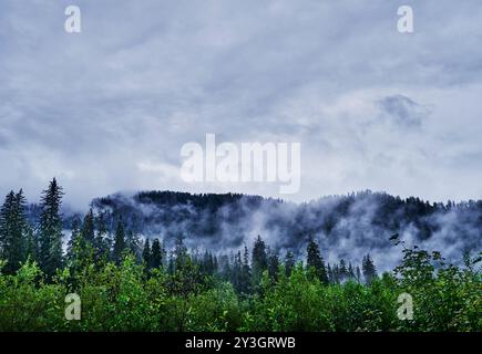 Blick vom Hoh River Trail, Olympic National Park, Washington State Stockfoto