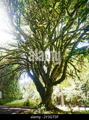 Wandern Sie zu den Marymere Falls, Olympic National Park, Washington State Stockfoto