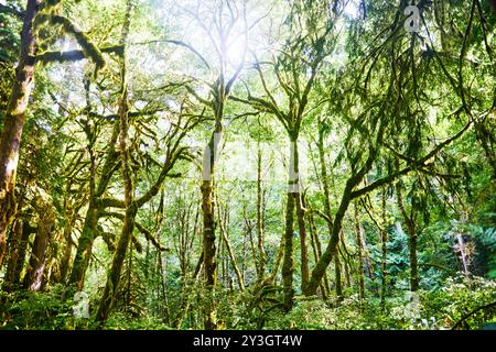 Wandern Sie zu den Marymere Falls, Olympic National Park, Washington State Stockfoto