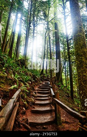 Wandern Sie zu den Marymere Falls, Olympic National Park, Washington State Stockfoto