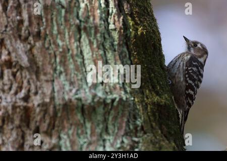 Ein japanischer Zwergspecht (Yungipicus kizuki) auf einem Baum im Apark in Kanagawa, Japan. Stockfoto