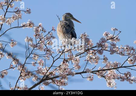 Ein grauer Reiher (Ardea cinerea) in einem blühenden Kirschbaum in einem Park in Kanagawa, japan. Stockfoto