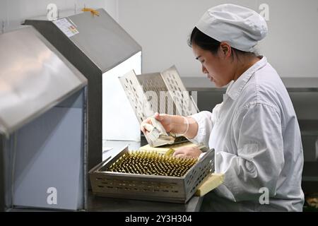 SUQIAN, CHINA - 13. SEPTEMBER 2024 - Ein Arbeiter testet Diclofenac-Natrium-Injektion bei einem Pharmaunternehmen in Suqian, Provinz Jiangsu, China, Septem Stockfoto