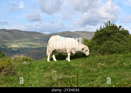 Ein Schaf, das Gras auf einem Hügel im Eryri-Nationalpark (Snowdonia) - Nordwales, Großbritannien, isst Stockfoto