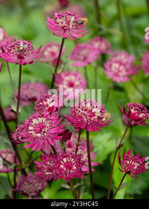 Astrantia major 'Rubra' Stockfoto