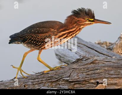 Grüner Reiher, der auf einem Baumstamm auf dem Sumpfgebiet im Wald in Kanada läuft Stockfoto