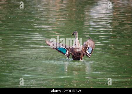 Entenbaden mit erhöhten Flügeln in natürlichem Licht. Anmutige Wing Stretch einer Badeente Stockfoto