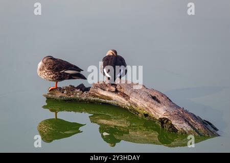 Zwei Enten, die auf einem Baumstamm sitzen. Enten ruhen auf einem Zweig Stockfoto