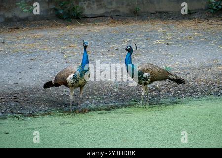 Zwei Pfauen stehen in der Nähe des Teichs im Zoo. Indisches Pfauenpaar in ruhiger Umgebung Stockfoto