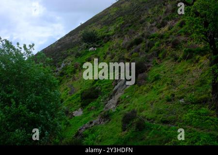 Schaf im Carding Mill Valley Stockfoto