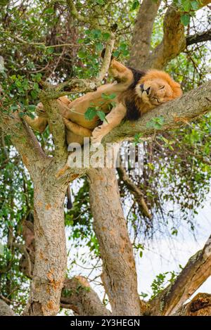 Ein Baum - Löwe in Ishasha, Queen Elizabeth National Park - Uganda Stockfoto