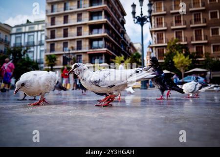 Valencia, Spanien. Tauben auf der Plaza de la Virgen. 31. August 2018 Stockfoto