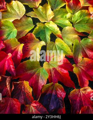 Nahaufnahme eines Arrangements von bunten Boston-Ivy-Blättern (Parthenocissus tricuspidata) im Herbst, abgestuft von hellgrün bis dunkelrot. Stockfoto