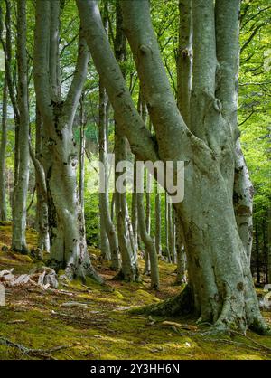 Große große, reife Buchenholzstämme im Herbst, Gruinard, Wester Ross, Schottland, Großbritannien Stockfoto