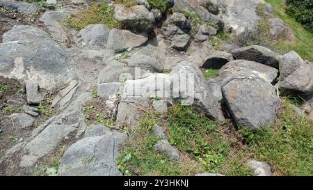 Jacky Dragon (Amphibolurus muricatus) Reptilia Stockfoto