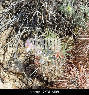 Coulter-Lupine (Lupinus sparsiflorus) Plantae Stockfoto