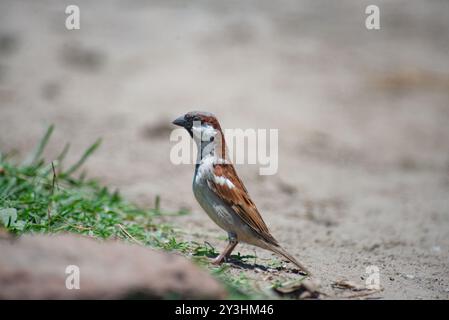 HOUSE SPARROW - Passer - domesticus - Uganda Stockfoto