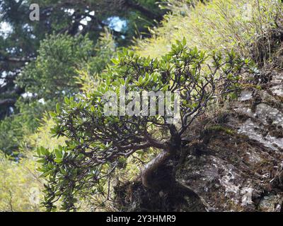 Falschgoldblüten-Rhododendron (Rhododendron pseudochrysanthum) Plantae Stockfoto