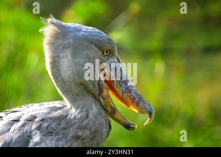 SHOEBILL - Balaeniceps rex , VU,R-VU - Uganda Stockfoto