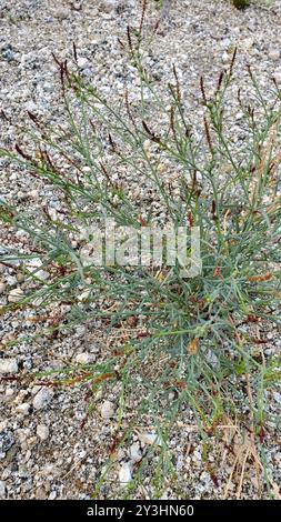 Schmalblättrige Stillingia (Stillingia linearifolia) Plantae Stockfoto