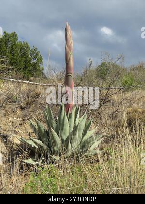 Havard's Century Plant (Agave havardiana) Plantae Stockfoto