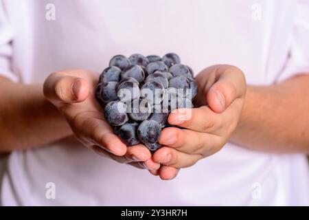 Hände eines Kindes mit kleinen Traubenfrüchten. Stockfoto