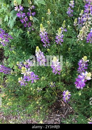 Lupine (Lupinus latifolius) Plantae Stockfoto