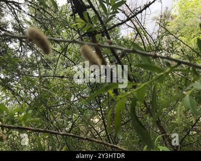 Gooddings Weide (Salix gooddingii) Plantae Stockfoto