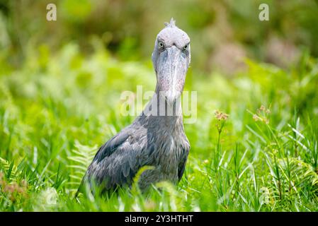 SHOEBILL - Balaeniceps rex , VU,R-VU - Uganda Stockfoto