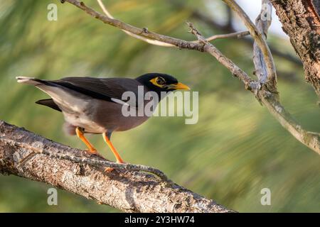 Gemeiner Myna - Acridotheres tristis, gemeiner, hochtrangiger Vogel aus asiatischen Gärten und Wäldern, Insel Mauritius. Stockfoto