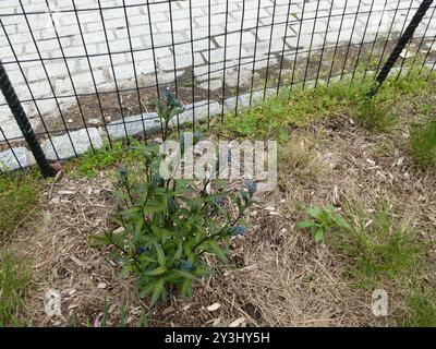 eastern bluestar (Amsonia tabernaemontana) Plantae Stockfoto