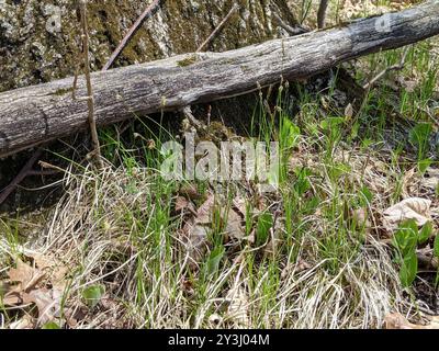 Pennsylvania Segge (Carex pensylvanica) Plantae Stockfoto