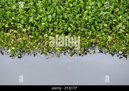 Grünwasserhyazinthen (Eichhornia crassipes) gegen verschmutztes, dunkles Wasser. Sie behindern den Wasserfluss. Umwelt- und Wasserverschmutzungskonzept. Stockfoto