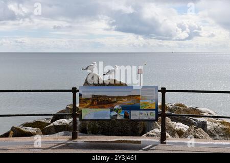 Möwen (Larus) on the Rocks in Sidmouth Devon England uk Stockfoto