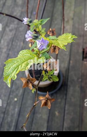 Nicandra physalodes (Apfel von peru, Shoo fly) soll Insektenschädlinge von Gemüsekulturen abhalten Stockfoto