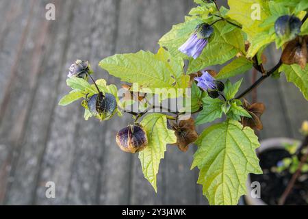 Nicandra physalodes (Apfel von peru, Shoo fly) soll Insektenschädlinge von Gemüsekulturen abhalten Stockfoto