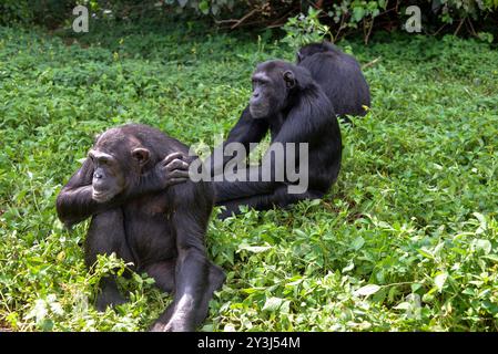 Schimpanse auf Ngamba Island im Victoria-See Uganda Stockfoto