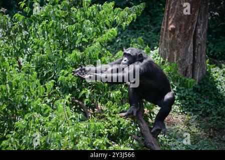 Schimpanse erwartet Essen auf Ngamba Island im Victoria Lake Uganda Stockfoto