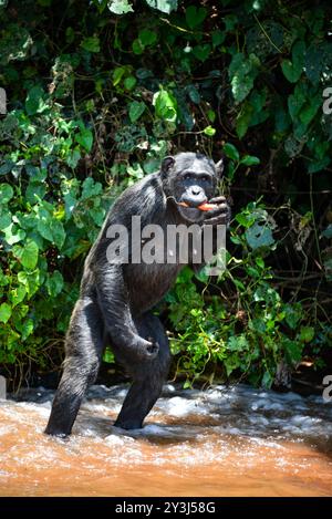 Schimpansen essen auf Ngamba Island in Lake Victoria Uganda Stockfoto