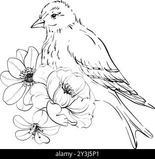 Viktorianischer Bart und Rosen, Frühlingskomposition. Blumen botanische ClipArt. Romantische Anemone und Pfingstrose. Für Grußkarten, Hochzeit, Stoff Stock Vektor