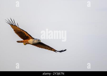 Ein Brahminy-Drachen (Haliastur indus), der in den Himmel fliegt und auf der Jagd nach Beute sucht. Stockfoto