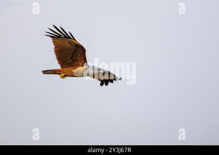 Ein Brahminy-Drachen (Haliastur indus) fliegt durch den Himmel, seine scharfen Augen suchen den Boden nach Beute. Stockfoto